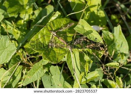 Giant Cranefly (Tipula maxima) pair mating at Seaton Wetlands, Devon, UK