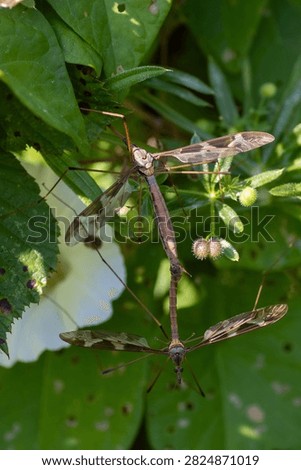 Giant Cranefly (Tipula maxima) pair mating at Seaton Wetlands, Devon, UK