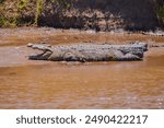 Giant Crocodile Lying in Mara River