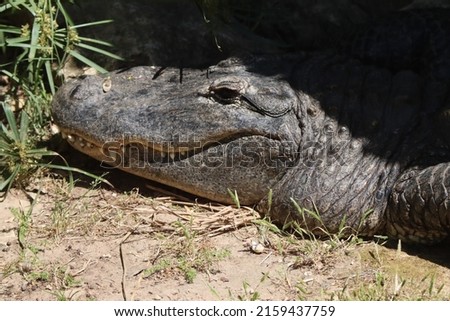 A giant crocodile near a lake