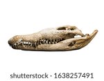 giant crocodile skull isolated on a white background stock photo