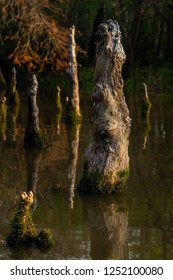 Giant Cypress Knees In The Neches River