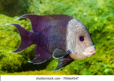 Giant Damselfish, Mexico