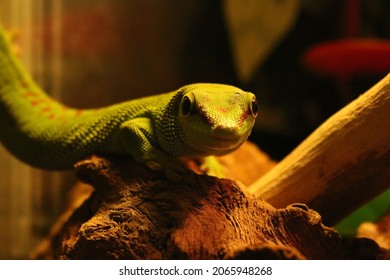 Giant Day Gecko In Bioactive Enclosure