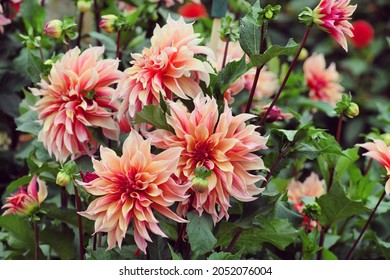 Giant Decorative Dahlia 'labyrinth' in flower - Shutterstock ID 2052076004
