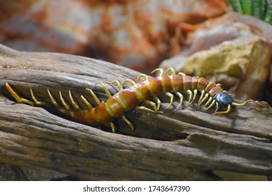 Giant Desert Centipede on a log