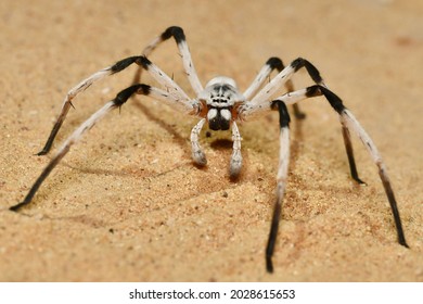 A giant desert spider (Cerbalus sp.)