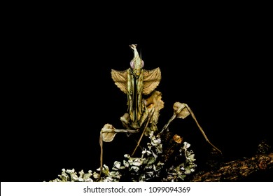 Giant Devils Flower Mantis