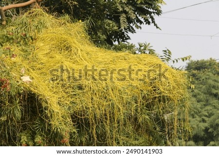 Giant dodder or Amarbel (Cuscuta reflexa) on a host tree (yellow oleander).
