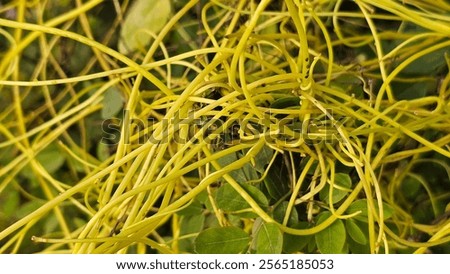 Giant dodder or Amarbel (Cuscuta reflexa) on a host tree (yellow oleander). giant dodder weed on tree.