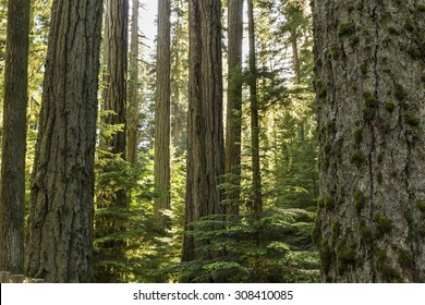 Giant Douglas Fir trees reach straight up to the sun in Cathedral Grove, MacMillan Provincial Park, Vancouver Island, BC