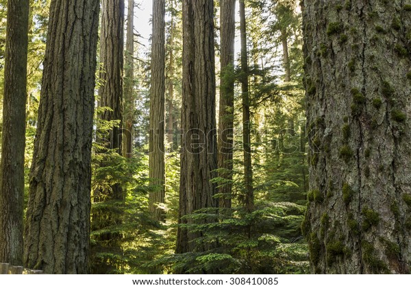 Giant\
Douglas Fir trees reach straight up to the sun in Cathedral Grove,\
MacMillan Provincial Park, Vancouver Island,\
BC