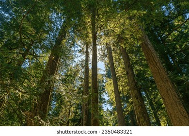 Giant Douglas fir and Western Red Cedar trees forest, Macmillan provincial park, Cathedral Grove, Vancouver Island, British Columbia, Canada.
