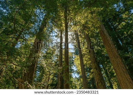 Giant Douglas fir and Western Red Cedar trees forest, Macmillan provincial park, Cathedral Grove, Vancouver Island, British Columbia, Canada.
