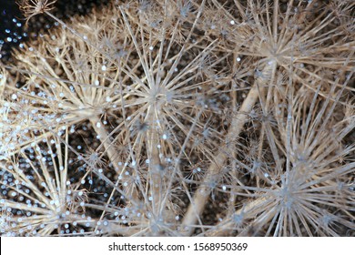 Giant dry hogweed,  on black background with light circles.  
 Image for winter, New Year and Christmas  background