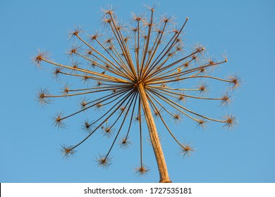 403 Dry giant hogweed Images, Stock Photos & Vectors | Shutterstock