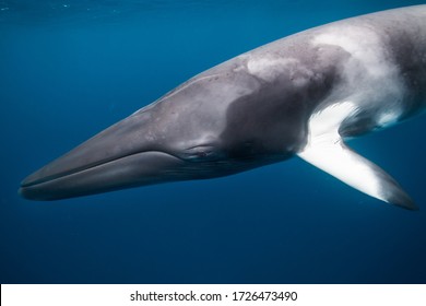 Giant Dwarf Minke Whale In The Ocean