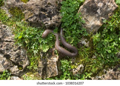 Giant Earthworm Getting Out From A Hole In The Ground