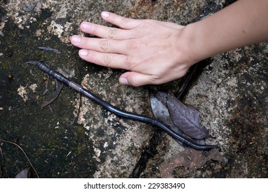 Giant Earthworm With Hand Of Human