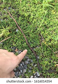 Giant Earthworm In The Lumtakong Dam 