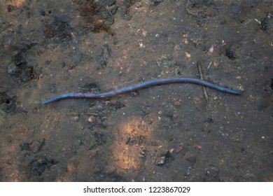 A Giant Earthworm On A Soil