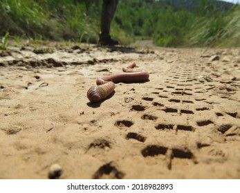 A Giant Earthworm In Soil In Nature