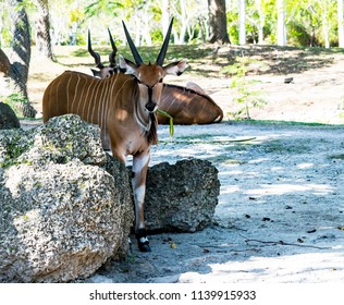 Giant Eland Antelope