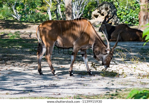 giant eland antelope