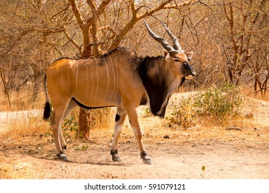 giant eland antelope