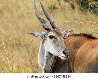 giant eland antelope