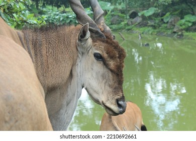 Giant Eland On The Tropical Side