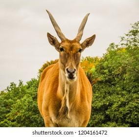 giant eland antelope