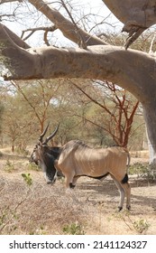 giant eland antelope