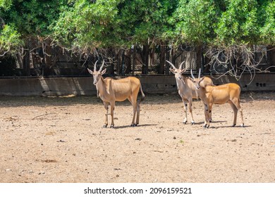 Giant Eland At Zoo, Close Up Shot