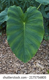 Giant Elephant Ear Plant, Virginia