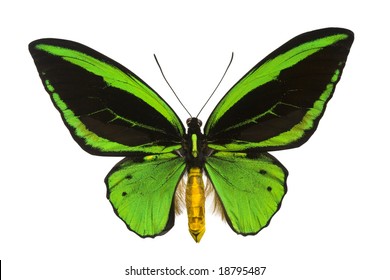 102 Giant birdwing butterfly Images, Stock Photos & Vectors | Shutterstock