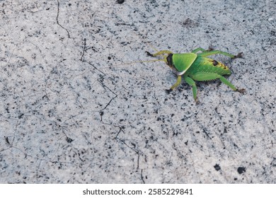 Hoja falsa gigante Katydid