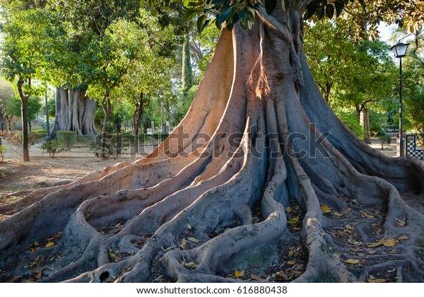 Giant Fig Tree Public Park Morning Stock Photo Edit Now 616880438