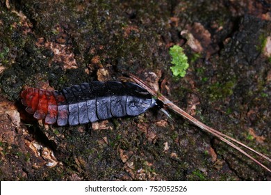 231 Rainforest lightning Stock Photos, Images & Photography | Shutterstock