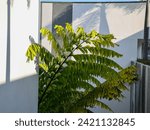 The Giant Fishtail Palm (Caryota no) is a large solitary tree with a spectacular crown of huge, obliquely arching to horizontal bipinnate fronds with stiff, pendulous leaflets, triangular or deltoid.