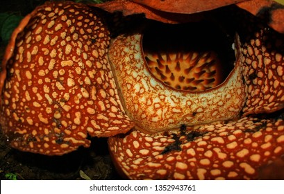 Giant Flower Corpse Lily (Rafflesia Arnoldii) Aka Padma Raksasa