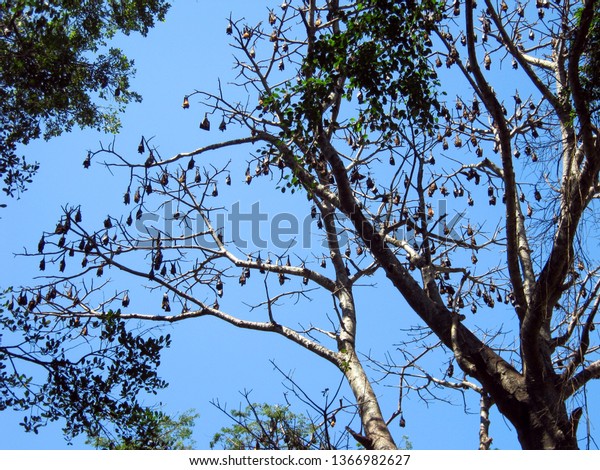 Giant flying foxes resting on a tree branch against a\
blue sky. Indian Flying Foxes in the rainforest in Sri Lanka       \
               