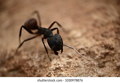 Giant Forest Ant.