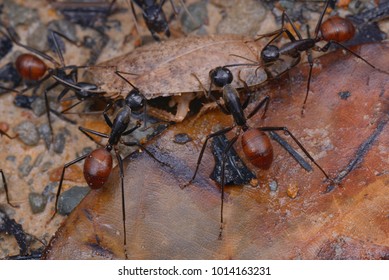 Giant Forest Ant Tearing Their Prey Apart