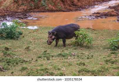 Giant Forest Hog In Aberdare National Park, Kenya