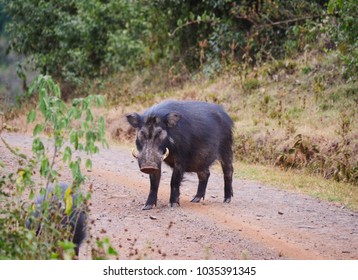 Giant Forest Hog In Aberdare National Park, Kenya