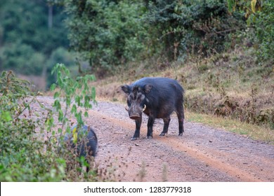 Giant Forest Hog In Aberdare National Park