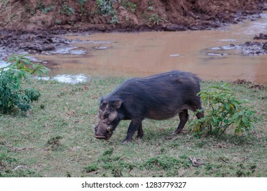 Giant Forest Hog In Aberdare National Park