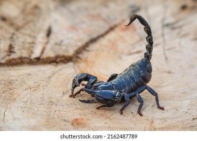 Giant forest scorpion ready to fight