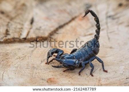Giant forest scorpion ready to fight